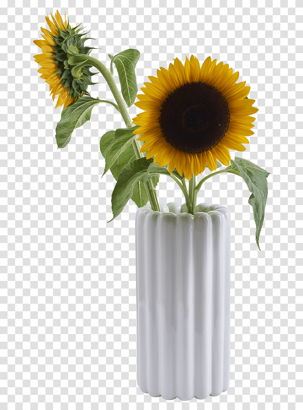 Vase, Plant, Flower, Blossom, Sunflower Transparent Png