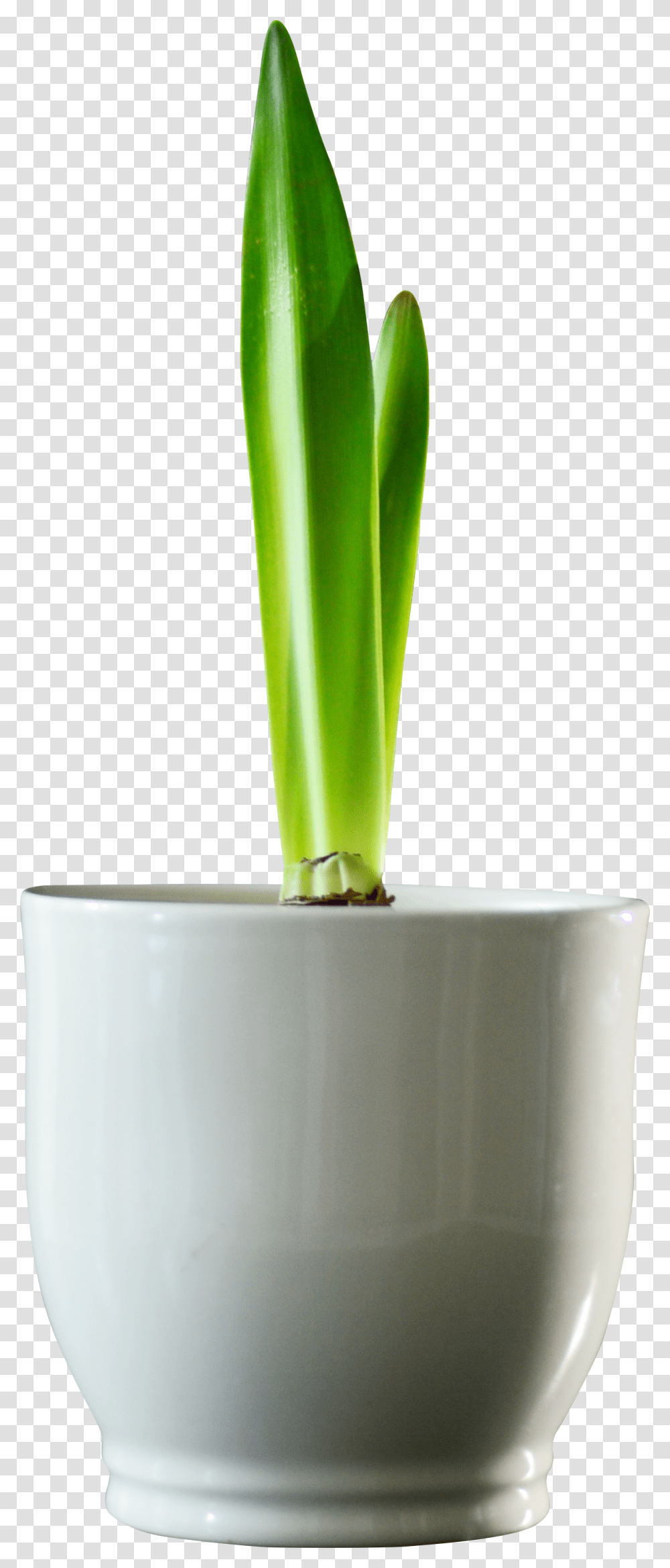 Vase, Plant, Jar, Pottery, Milk Transparent Png