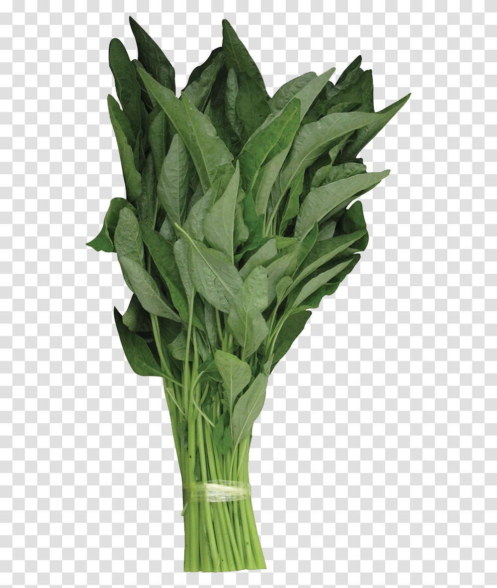 Vases Green Leaves, Plant, Spinach, Vegetable, Food Transparent Png