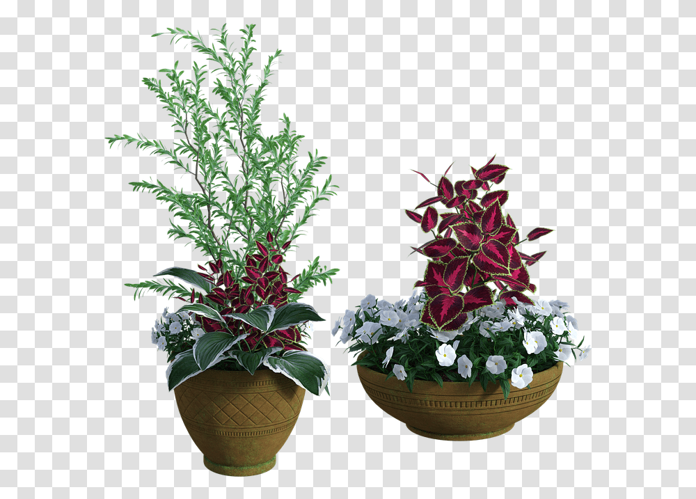 Vasi Piante Esterno 3d Free Download, Plant, Flower, Flower Arrangement, Purple Transparent Png