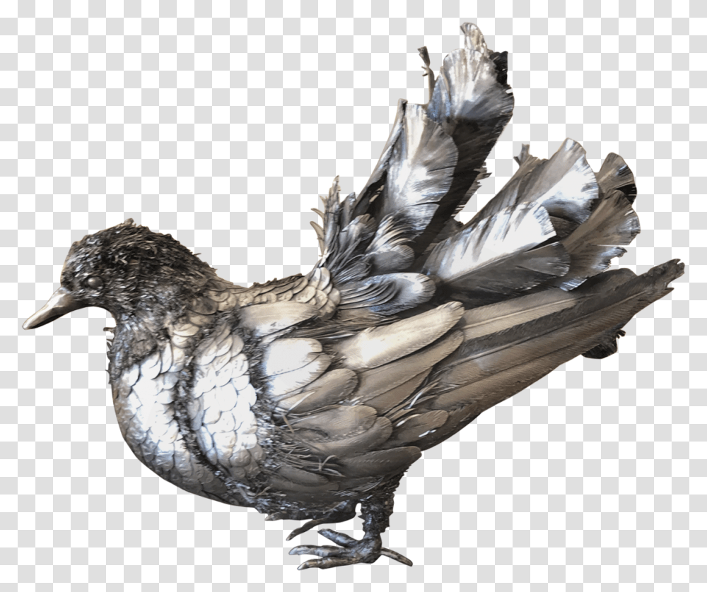 Vaux S Swift, Bird, Animal, Poultry, Fowl Transparent Png