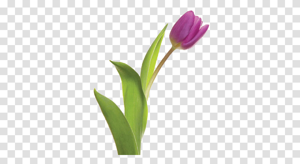 Vavasseur Fleur Caring For Your Flowers Lovely, Plant, Blossom, Tulip, Petal Transparent Png