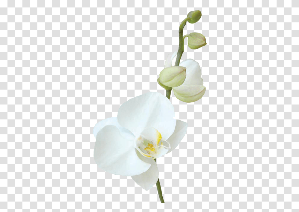 Vavasseur Fleur Caring For Your Flowers Moth Orchid, Plant, Blossom, Petal, Iris Transparent Png