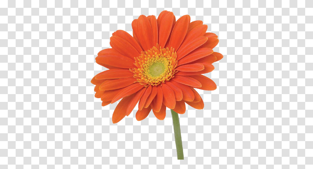 Vavasseur Fleur Caring For Your Flowers Orange Flower On Stem, Plant, Blossom, Daisy, Daisies Transparent Png