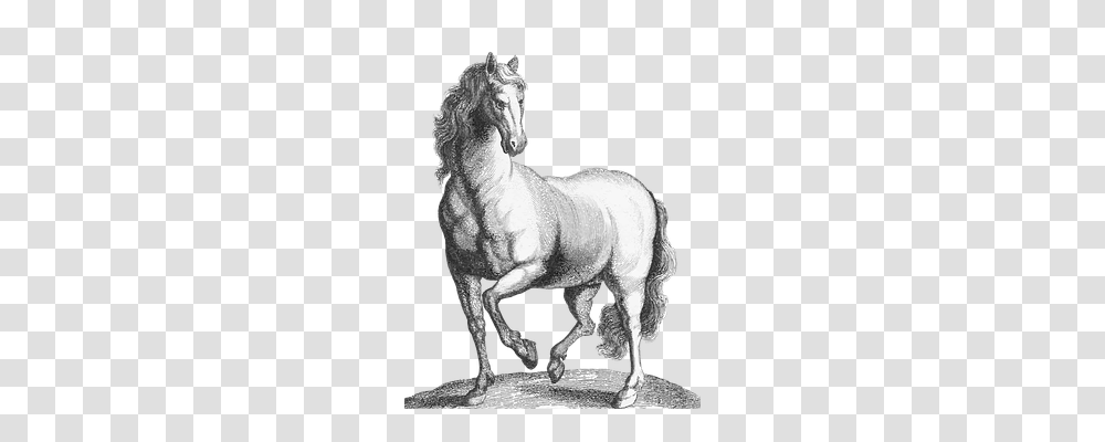 Vector Drawing, Sketch, Horse Transparent Png