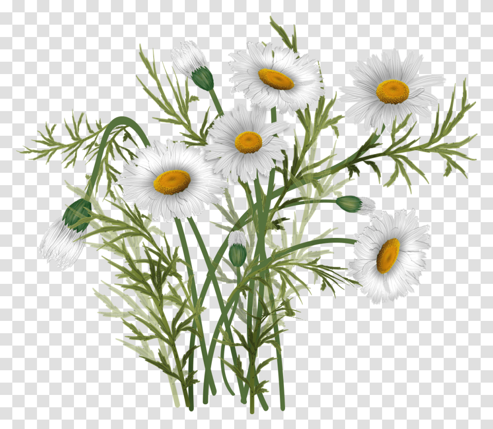 Vector Bouquet Daisies, Plant, Daisy, Flower, Blossom Transparent Png