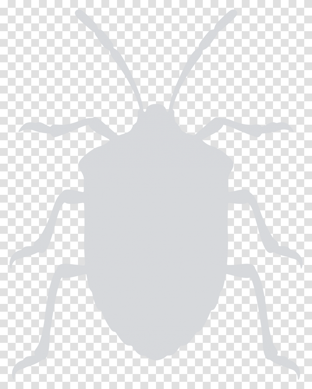 Vector Bug Stink Stink Bug Clipart Black And White, Person, Human, Animal, Insect Transparent Png
