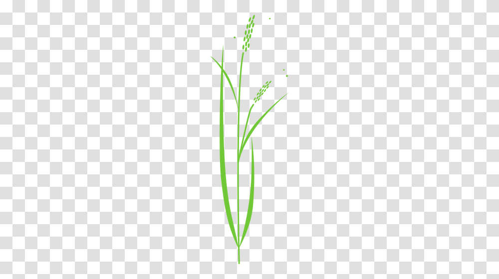 Vector Clip Art Of Simple Rice Plant, Green, Grass, Flower, Daffodil Transparent Png