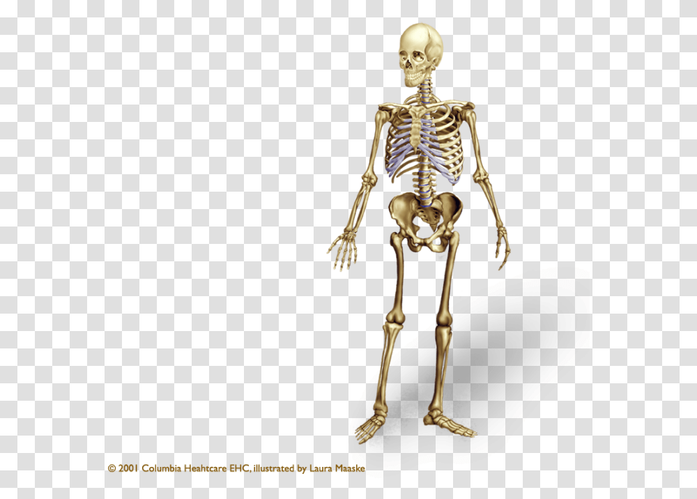 Vector Clipart Psd Peoplepng Human Skeleton, Person Transparent Png