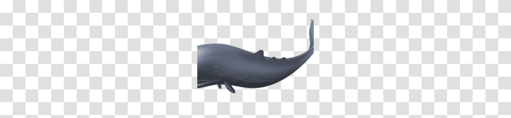 Vector Clipart, Shark, Sea Life, Fish, Animal Transparent Png