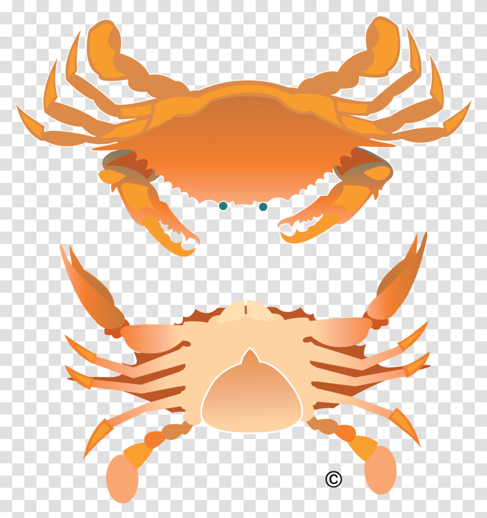 Vector Crab Illustration Clip Art Rock Crab Full Size Crab Birds Eye View, Seafood, Sea Life, Animal, King Crab Transparent Png