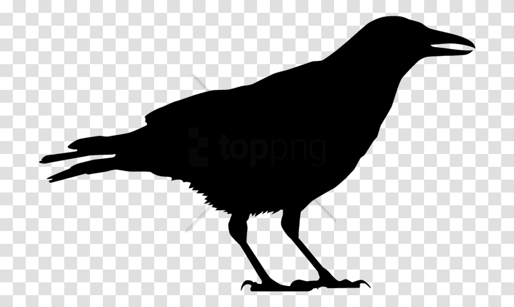 Vector Crow, Bird, Animal, Silhouette, Blackbird Transparent Png