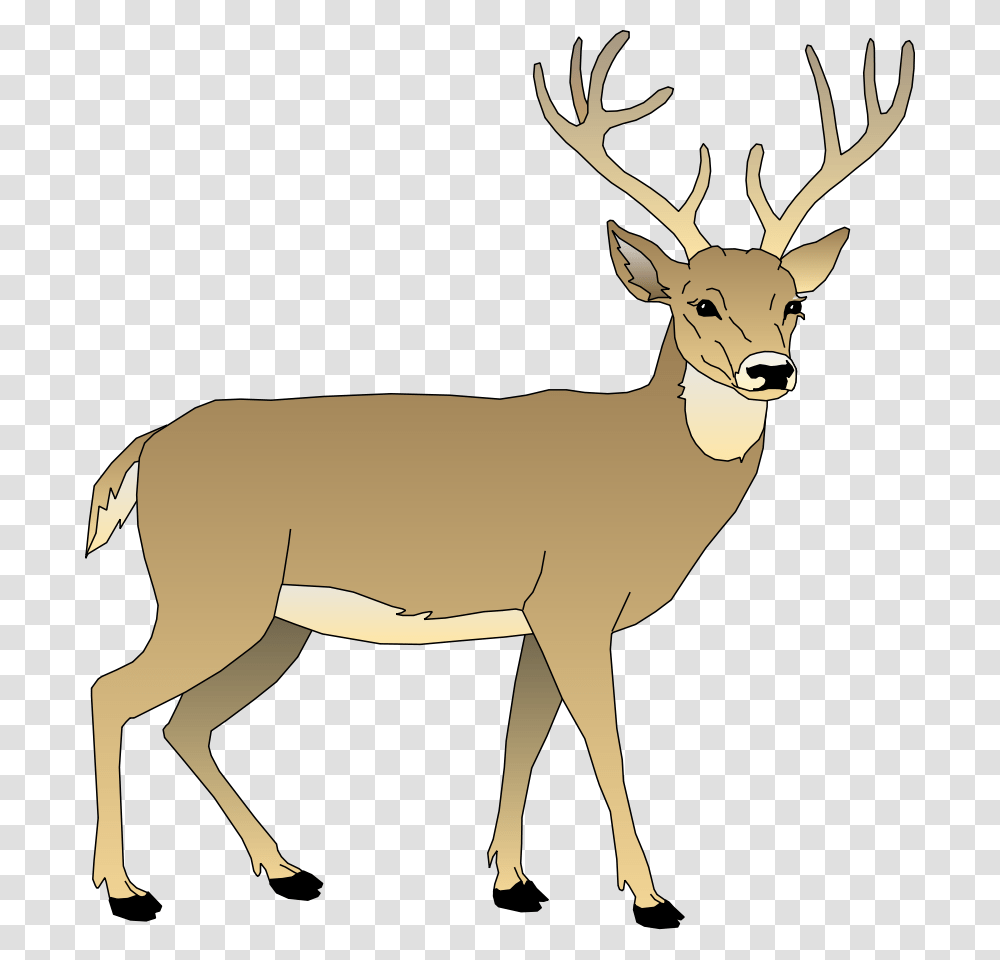 Vector Deer White Tailed Deer Clipart, Animal, Antelope, Wildlife, Mammal Transparent Png