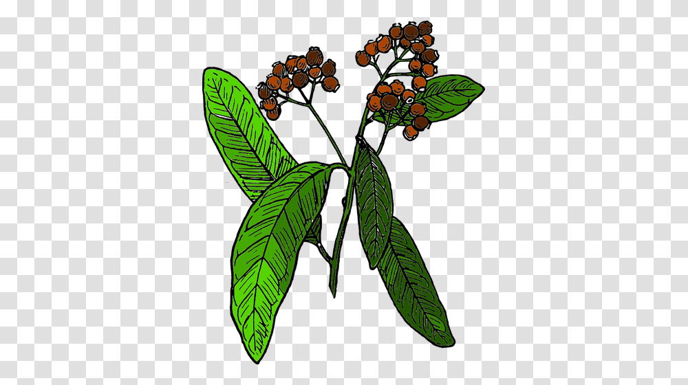 Vector Drawing Of Allspice Fruit, Leaf, Plant, Vegetation, Green Transparent Png