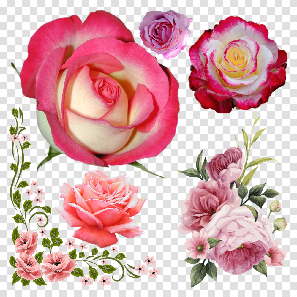 Vector Flower Border, Rose, Plant, Blossom, Floral Design Transparent Png