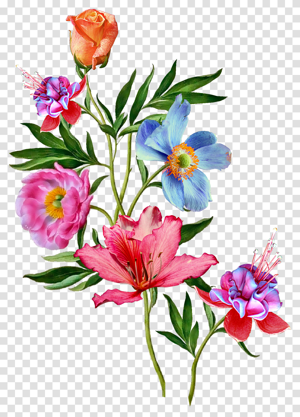 Vector Flower Plant, Blossom, Flower Arrangement Transparent Png