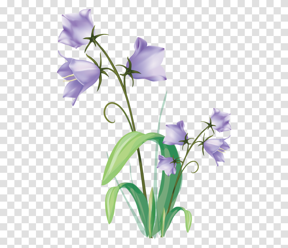 Vector Flowers Flower Clipart Plant Plants Drawing, Blossom, Iris, Gladiolus, Petal Transparent Png