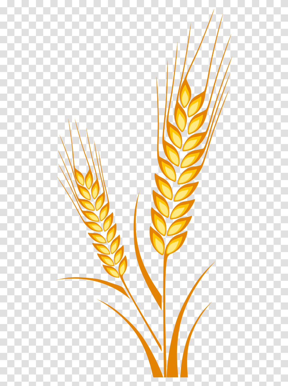 Vector Free Crops Drawing Cereal Grain Espiga De Trigo Dibujo, Plant, Pineapple, Fruit, Food Transparent Png