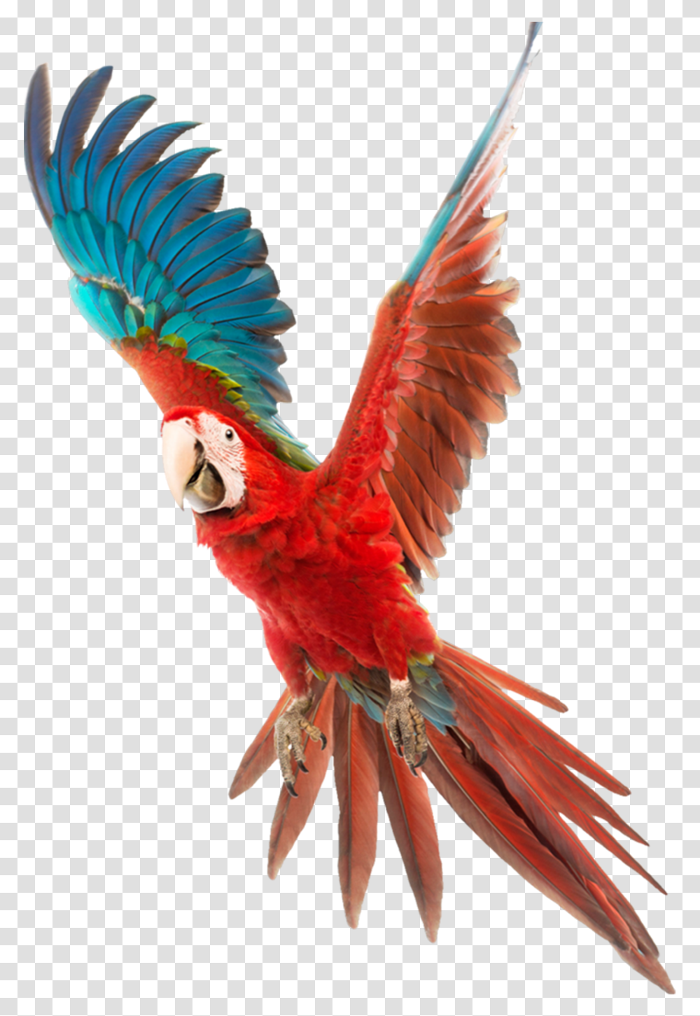 Vector Free Download Bird Budgerigar Cockatiel Cage Colorful Flying Birds, Animal, Macaw, Parrot Transparent Png