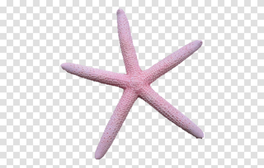 Vector Free Library Asteroidea On Emaze Starfish, Invertebrate, Sea Life, Animal, Cross Transparent Png