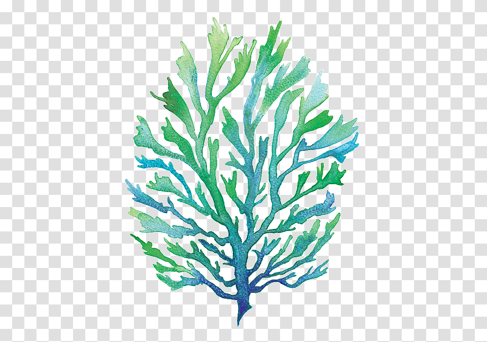 Vector Free Library Group Buy Online Watercolor Seaweed, Pattern, Fractal, Ornament, Rug Transparent Png