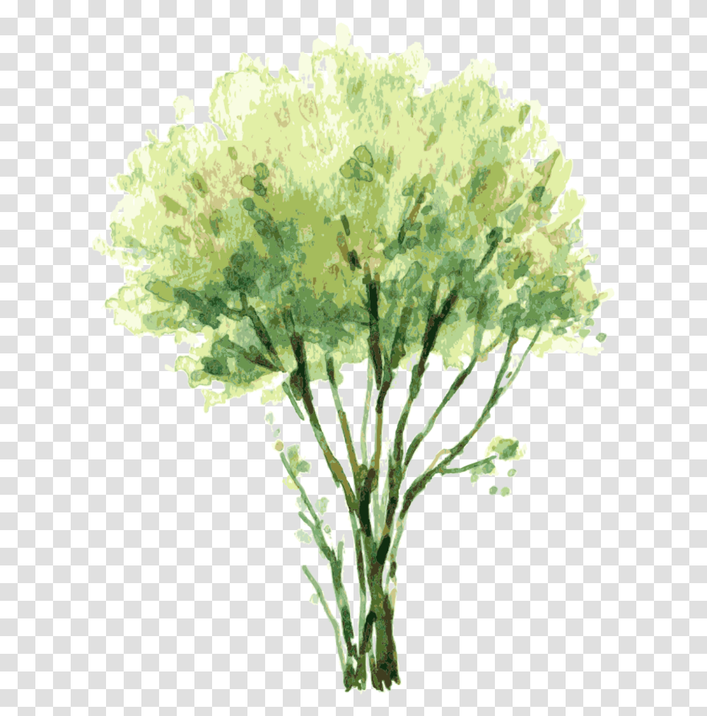 Vector Free Painting Tree Illustration Tree Elevation Watercolor, Plant, Broccoli, Vegetable, Food Transparent Png