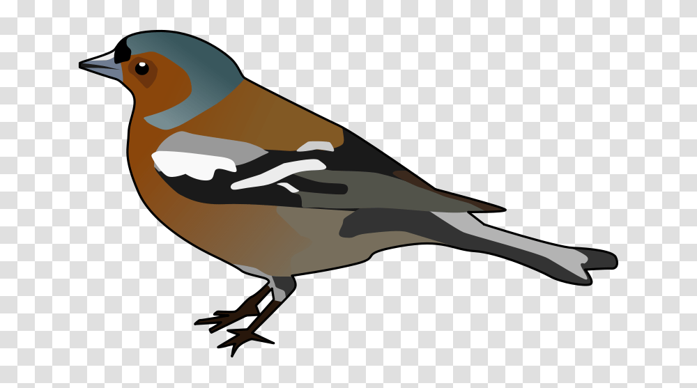 Vector Free Vectors Download, Waterfowl, Bird, Animal, Duck Transparent Png