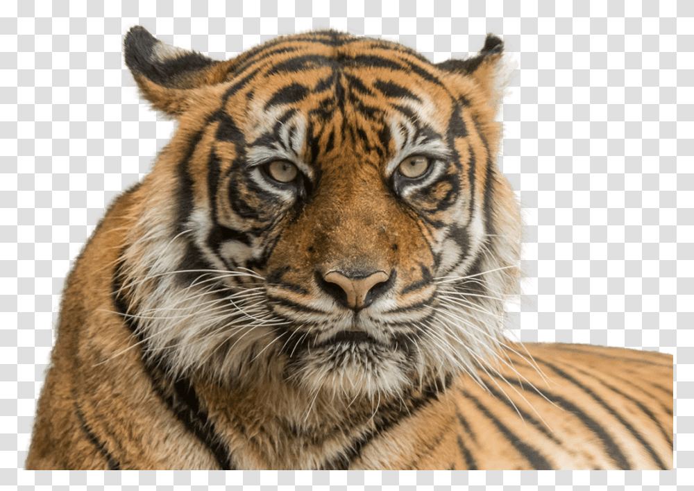 Vector Freeuse Stock Sumatran National Zoo Aquarium Diergaarde Blijdorp, Tiger, Wildlife, Mammal, Animal Transparent Png