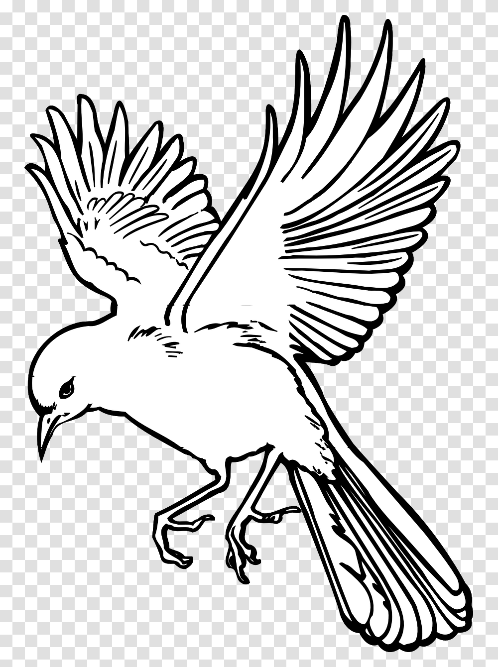 Vector Graphics Flying Bird Line Drawing, Animal, Magpie, Stencil, Eagle Transparent Png