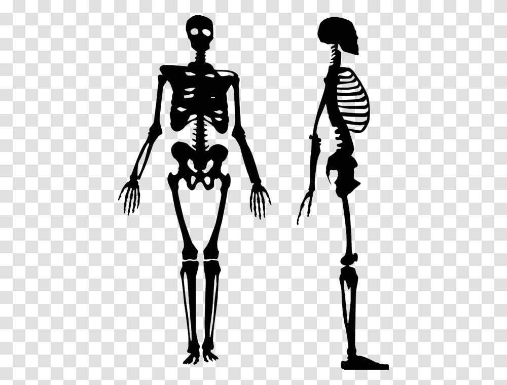 Vector Graphics Human Skeleton Clip Art Royalty Free Human Skeleton Silhouette, Gray Transparent Png
