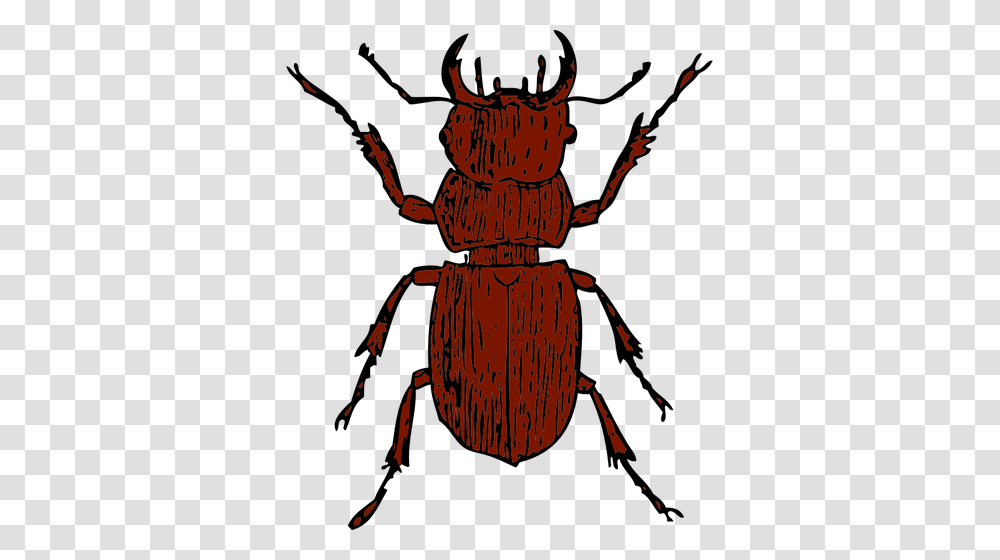 Vector Graphics Of Stag Beetle, Insect, Invertebrate, Animal, Dung Beetle Transparent Png