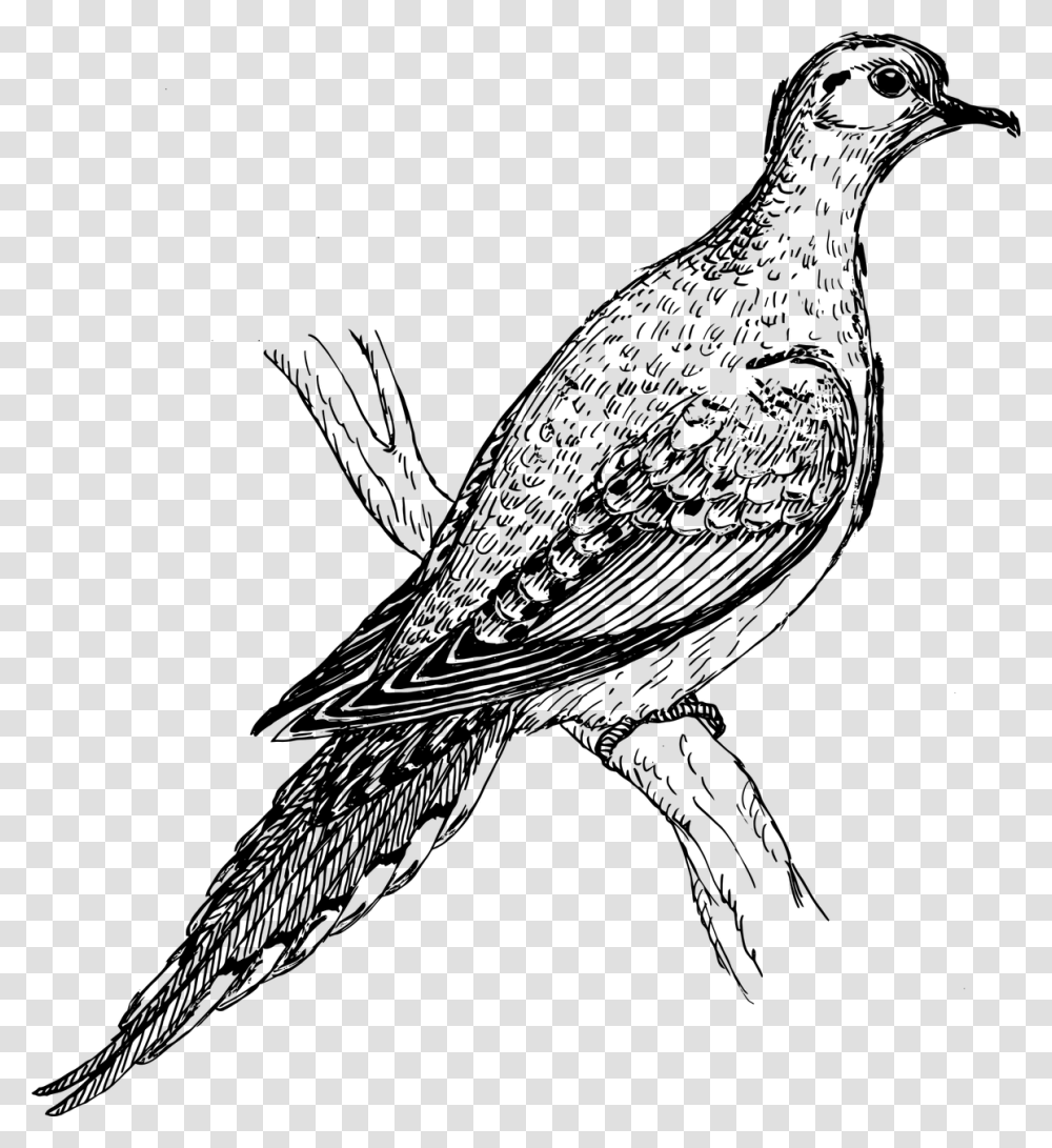 Vector Graphicsfree Pictures Free Photos Free Images Mourning Dove, Gray, World Of Warcraft Transparent Png