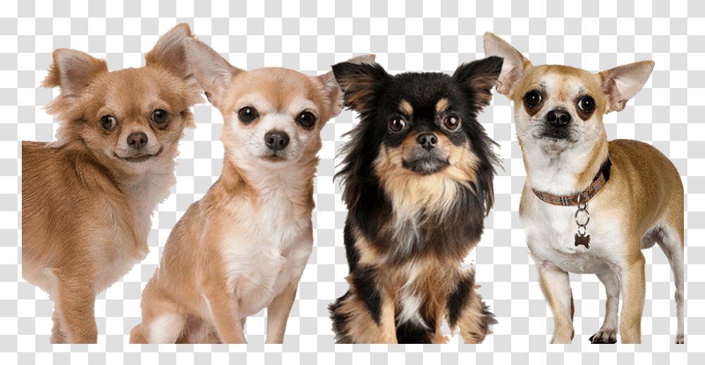 Vector Hair, Dog, Pet, Canine, Animal Transparent Png