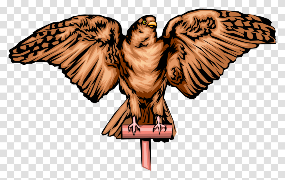 Vector Hawks Peregrine Falcon Illustration, Eagle, Bird, Animal, Vulture Transparent Png