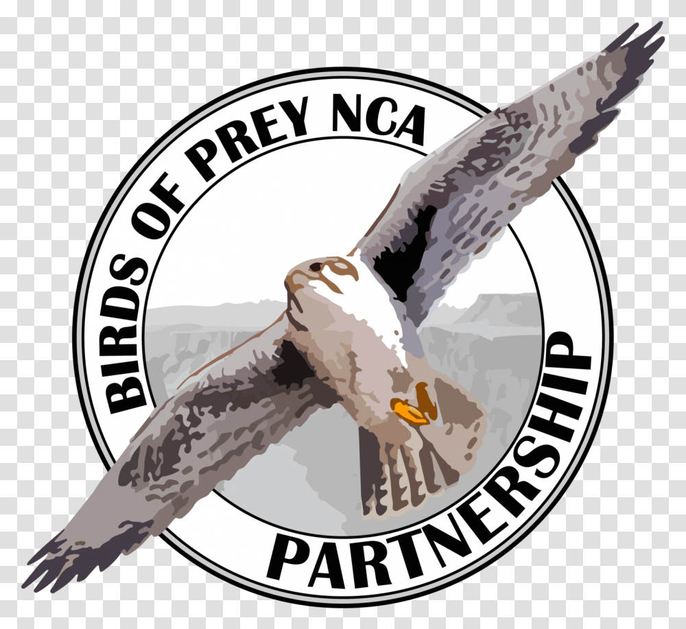 Vector Hawks Raptor Bird & Clipart Free Birds Of Prey Nca Partnership, Eagle, Animal, Bald Eagle, Flying Transparent Png