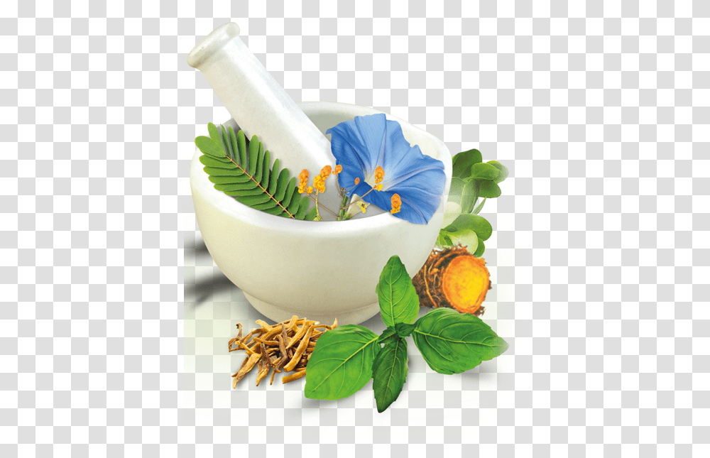 Vector Herbal Clipart Herbal Products, Plant, Potted Plant, Vase, Jar Transparent Png