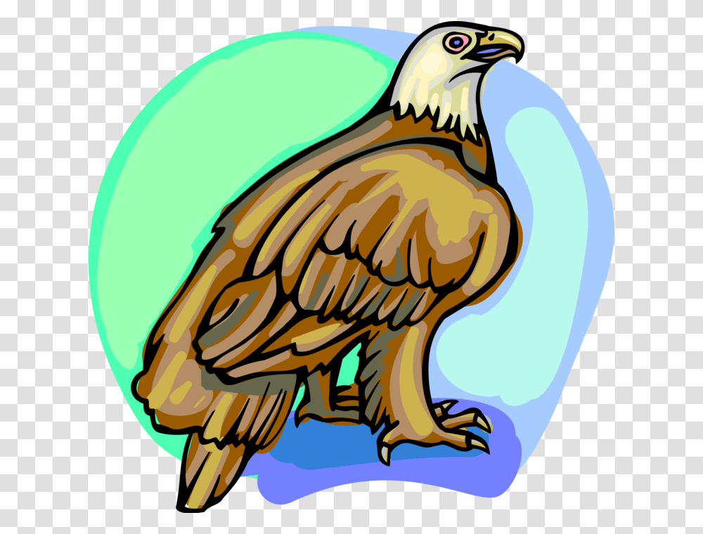 Vector Illustration Of American Bald Eagle National, Vulture, Bird, Animal, Kite Bird Transparent Png