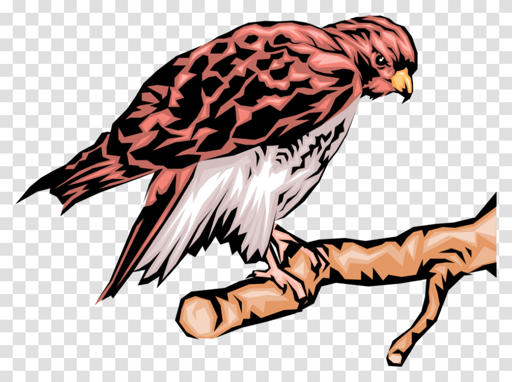 Vector Illustration Of Bird Of Prey Eagle Raptor Bird Hawk, Vulture, Animal, Buzzard Transparent Png