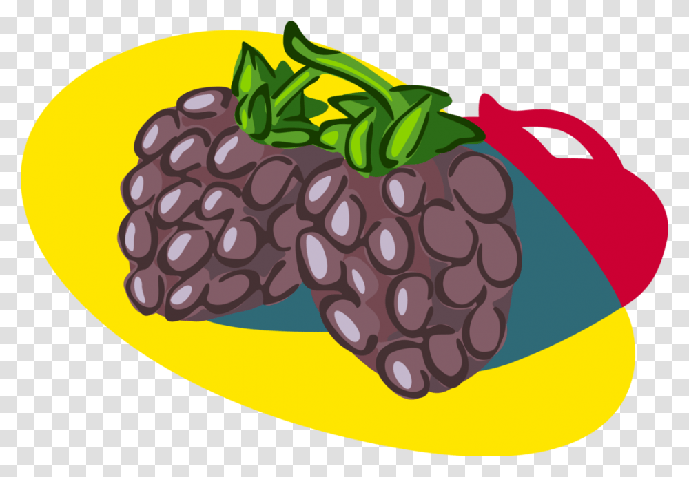 Vector Illustration Of Bramble Fruit Blackberry Edible Illustration, Plant, Food, Grapes, Raspberry Transparent Png