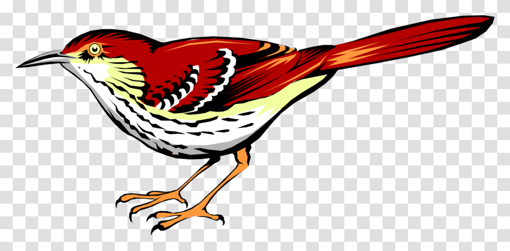 Vector Illustration Of Bright Reddish Brown Thrasher Vector Brown Thrasher, Bird, Animal, Finch, Jay Transparent Png