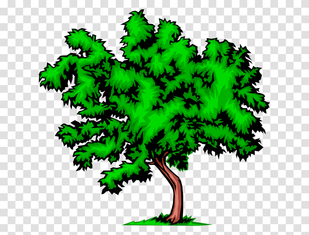 Vector Illustration Of Bushy Deciduous Tree Diet Tree, Plant, Leaf Transparent Png
