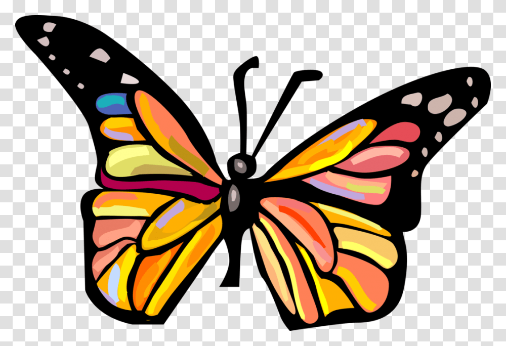 Vector Illustration Of Colorful Butterfly Winged Insect Informations Sur Le Papillon, Invertebrate, Animal Transparent Png