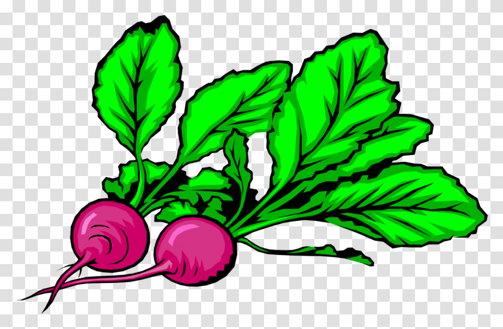 Vector Illustration Of Crisp Pungent Edible Root Vegetable, Plant, Food, Produce, Radish Transparent Png