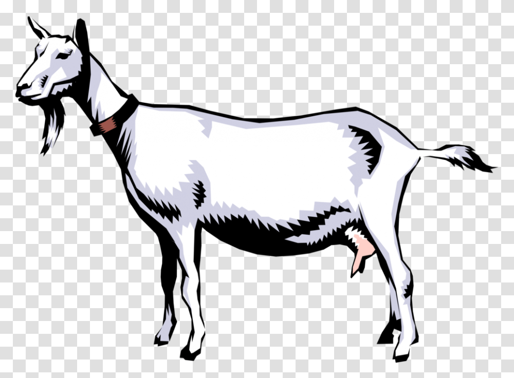 Vector Illustration Of Domestic Billy Goat Pygmy Goat Life Cycle, Mammal, Animal, Bird, Mountain Goat Transparent Png