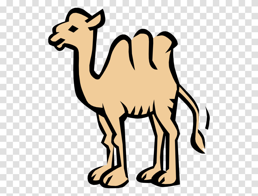Vector Illustration Of Dromedary Beast Of Burden Camel Coloring Book, Animal, Mammal Transparent Png