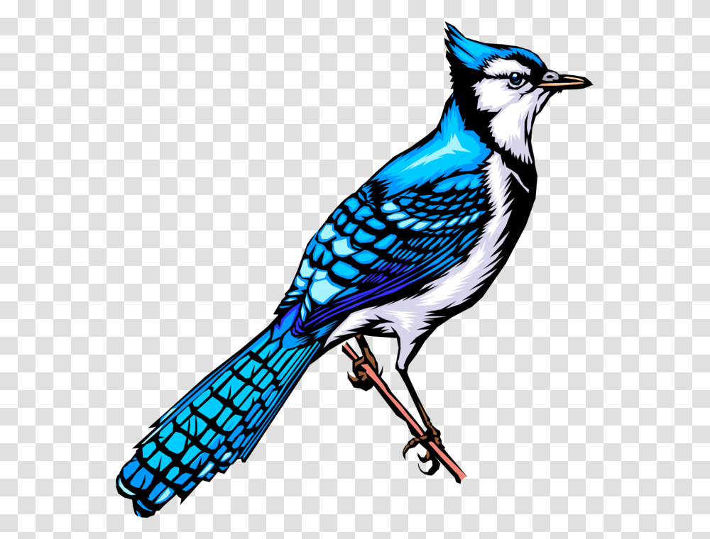 Vector Illustration Of Feathered Vertebrate North American Animated Blue Jay Bird, Animal Transparent Png