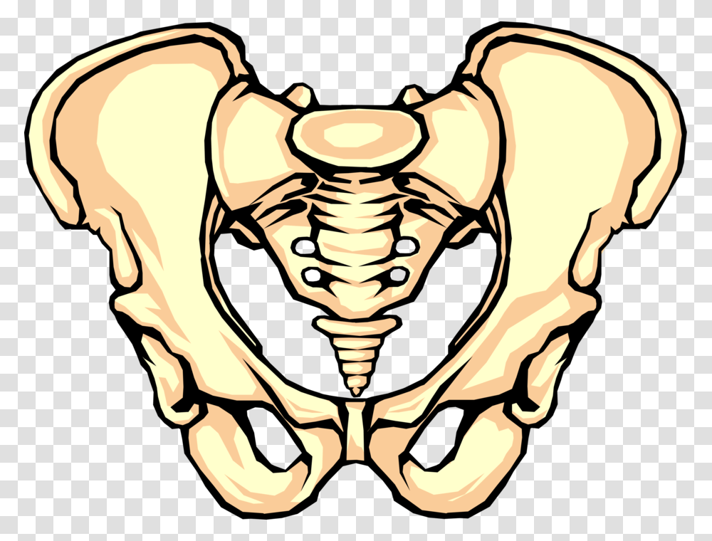 Vector Illustration Of Human Pelvis Bone Pelvic Bone Clipart, Skeleton, Hip, Teeth, Mouth Transparent Png