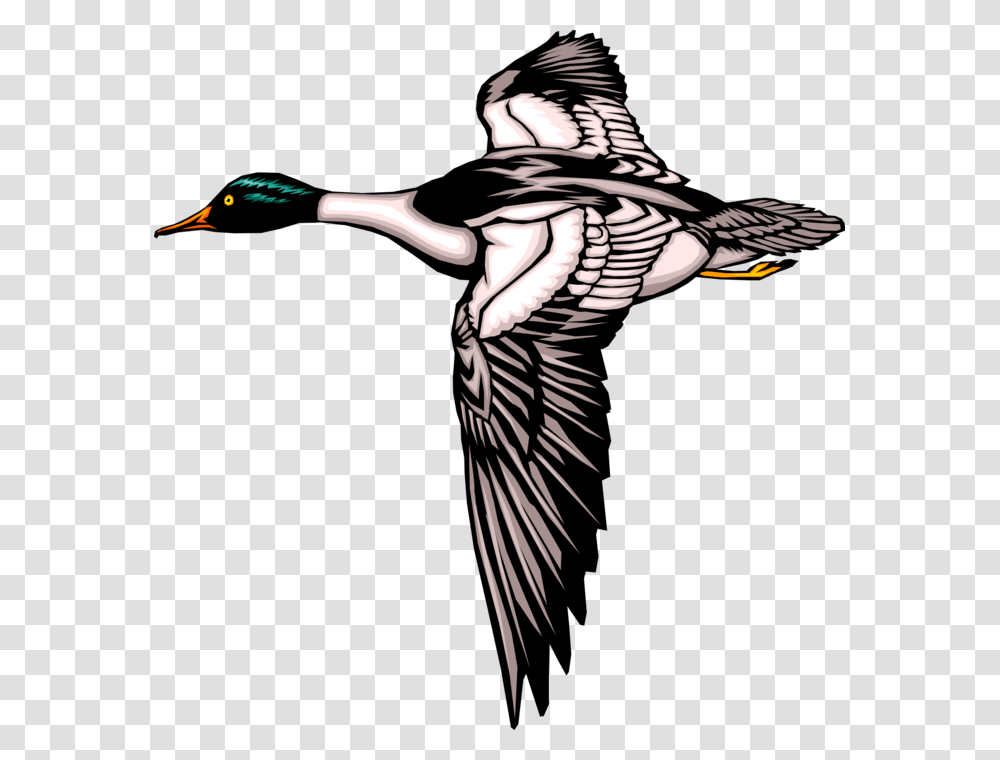 Vector Illustration Of Mallard Duck Bird In Flight Mallard Ducks Flying Silhouette, Animal, Person, Human, Swallow Transparent Png