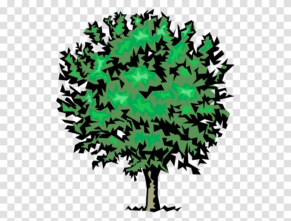 Vector Illustration Of Mature Deciduous Tree Maple Leaf, Plant, Poster Transparent Png