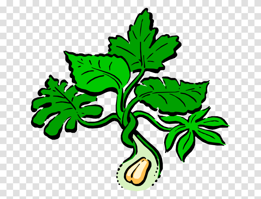Vector Illustration Of Peanut Plant, Vegetable, Food, Radish, Leaf Transparent Png